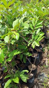 Read more about the article Tanaman buah rambutan lebak bulus