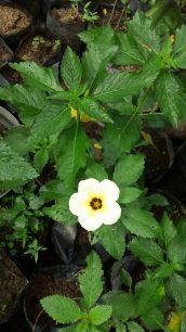 Read more about the article Tanaman bunga pukul 9