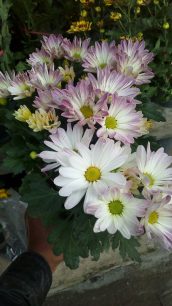 Read more about the article Jual tanaman bunga krisan atau tanaman bunga seruni