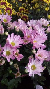 Tanaman bunga seruni