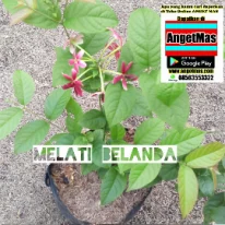 Bibit tumbuhan melati belanda
