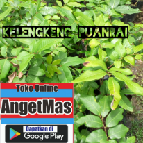 Tanaman buah kelengkeng puanrai