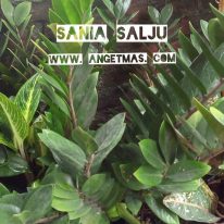 Read more about the article Tanaman sania salju