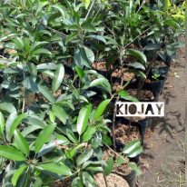 Read more about the article Bibit tanaman buah mangga kiojay