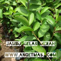 Tanaman jambu gelas merah