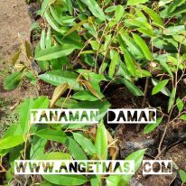 Read more about the article Tanaman Pohon Damar