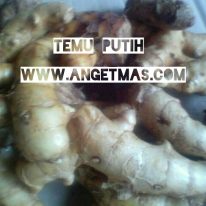 Read more about the article Temu putih segar