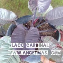 Read more about the article Tanaman black cardinal