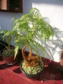 Read more about the article Tanaman pakis monyet