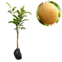 jual tanaman sawo manila