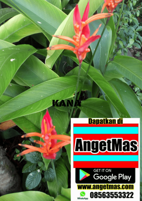 jual tanaman kana