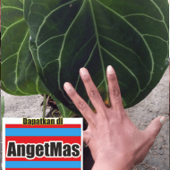 tanaman bunga kping gajah