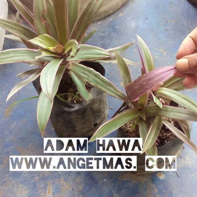 Tanaman adam hawa