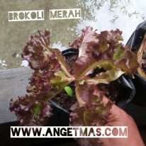 Read more about the article Tanaman brokoli merah