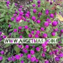 jual tanaman bunga kenop