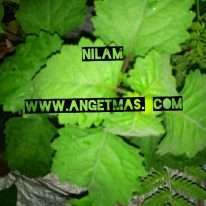 Read more about the article Daun nilam segar