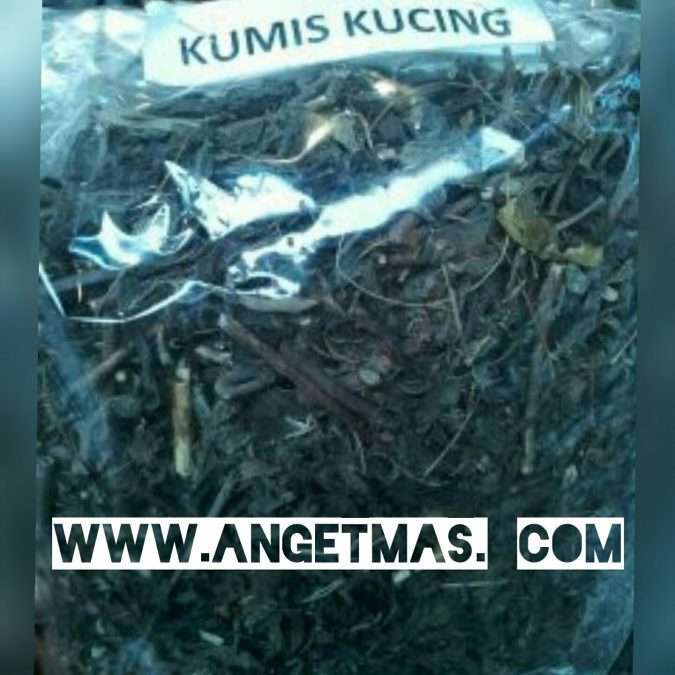 jual daun kumis kucing kering