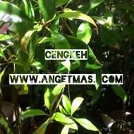 jual bibit tanaman cengkeh