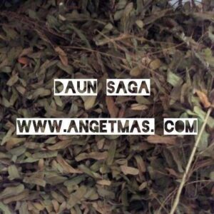 jual daun saga kering