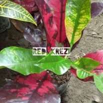tanaman puring red crazy