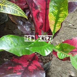 tanaman puring red crazy
