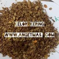 daun kelor kering