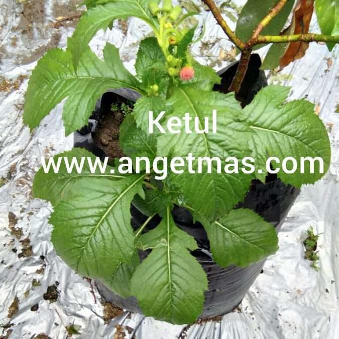 jual tanaman ketul