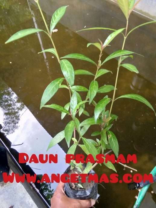 tmbuhan dan prasman