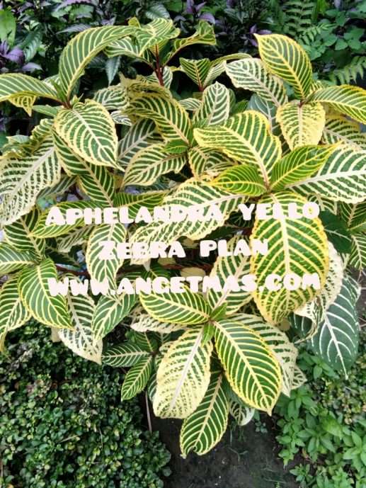 tanaman aphelandra yello zebra plan