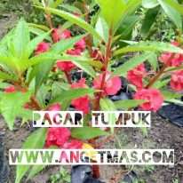 Bibit tanaman bunga pacar tumpuk