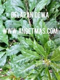 bibit tanaman 8 dewa