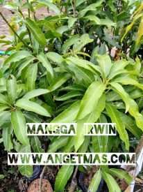 Jual bibit buah mangga irwin