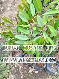 jual bibit buah durian musang king