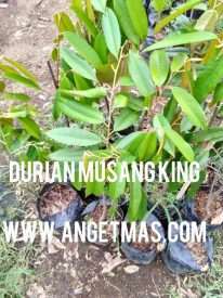 bibit buah durian musang king