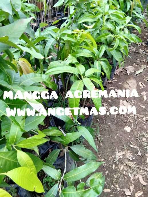 Jual bibit buah mangga agremania