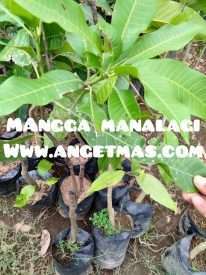 jual bibit tanaman buah mangga manalagi