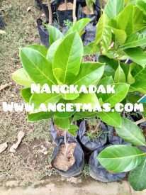 tanaman buah nangkadak