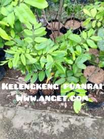 bibit buah kelengkeng puanrai