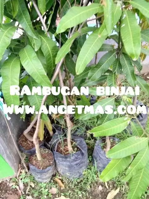 tanaman buah rambutan binjai