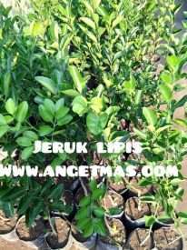 jual bibit tanaman buah jeruk nipis