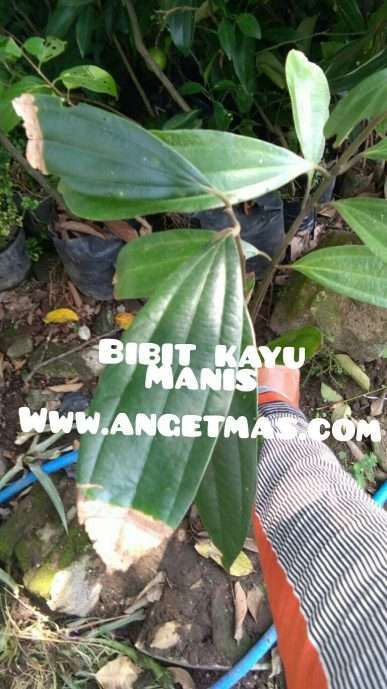 Tanaman kayu manis