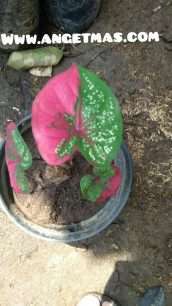 Bibit tanaman keladi batik