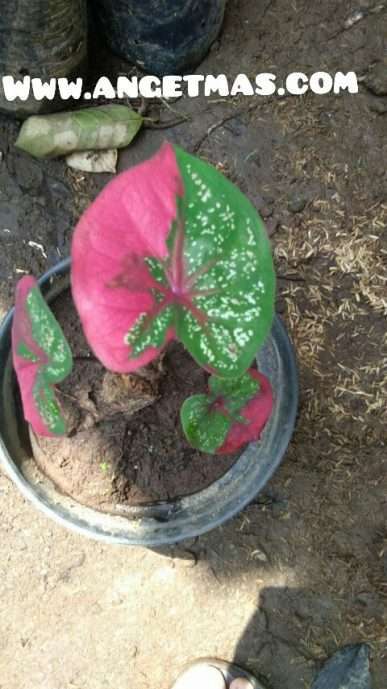 Bibit tanaman keladi batik