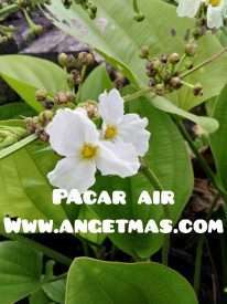 Bibit bunga pacar air