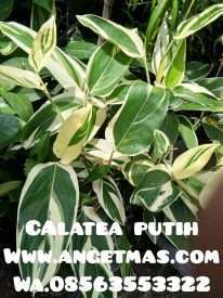 bibit bunga calatea putih