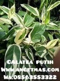 bibit bunga calatea putih