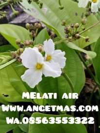 tumbuhan melati air