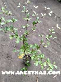 tanaman ketapang cina