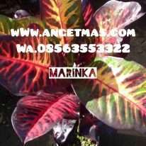 jual tanaman puring marinka