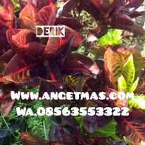 tumbuhan puring derik